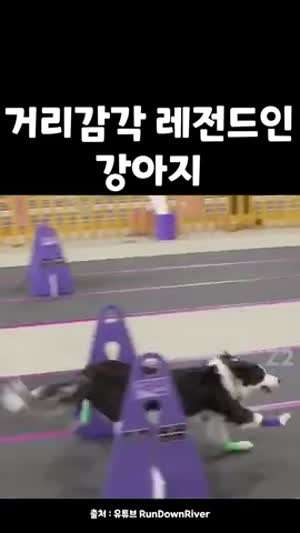 거리감각 레전드인 강아지