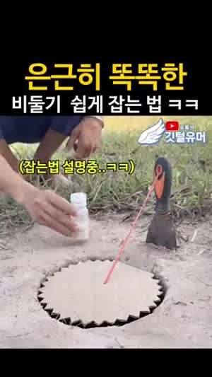 비둘기 잡는 방법