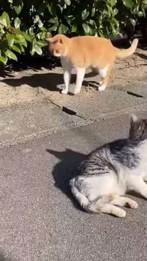 요란한 재채기냥