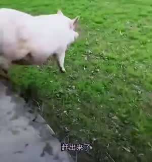 날으는 돈(豚)