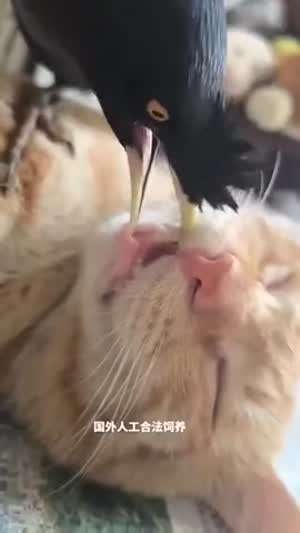 고기가 아니었네~