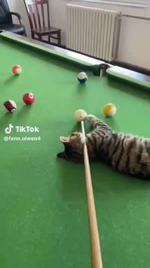 사료값 하는 고양이들.mp4