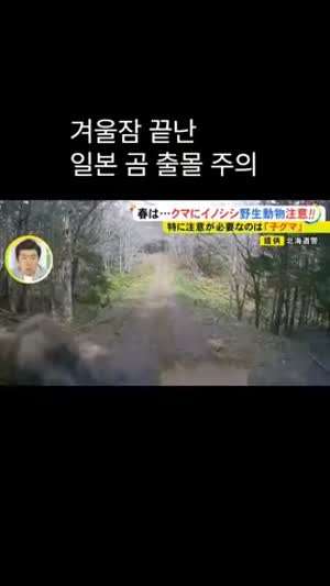 홋카이도 곰 근황.gif
