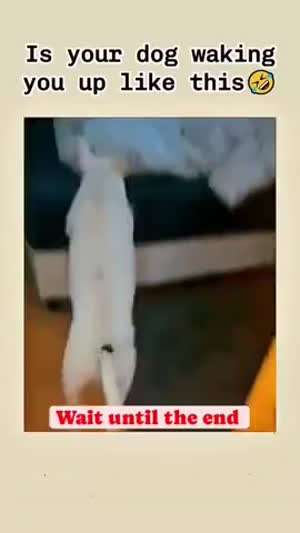 개 키우면 늦잠 못잠