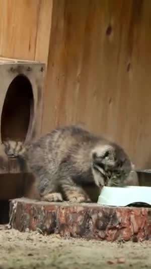 팔라스의 고양이