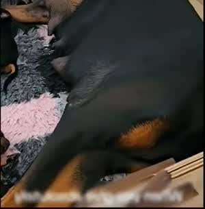 여자애 키우면서 소리지를일이 뭐있어?