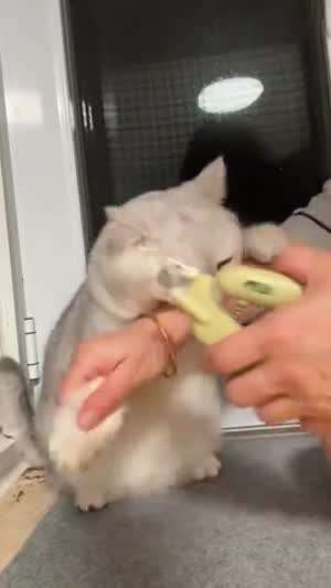 죽는건 싫었던 고양이