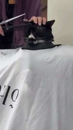 머리하는 냥이