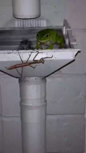 Nature is cruel
