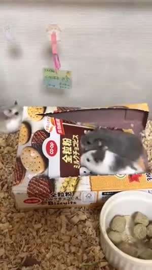 흙수저 햄스터 사육사가 마련한 챗바퀴