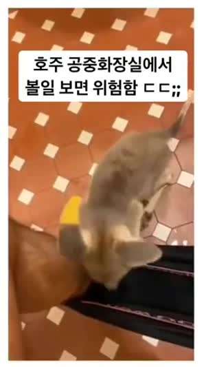 호주의 화장실은 매우 위험합니다