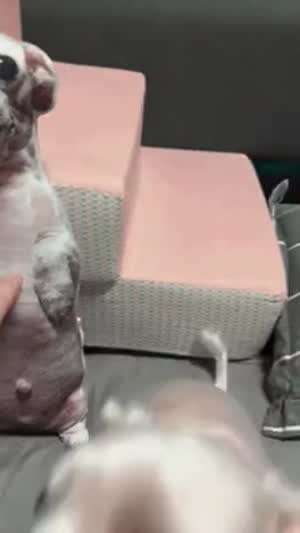 집사야 내가 진짜라니깐.gif