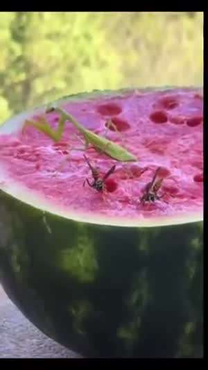 달콤함에 취한 결말