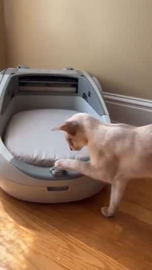 고양이 신상 침대