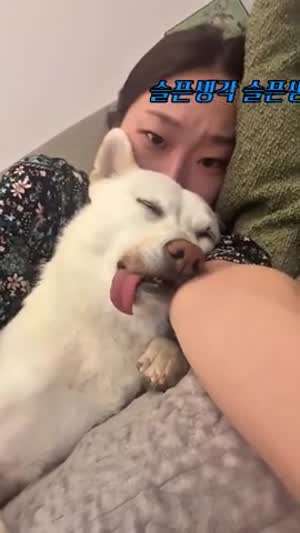 막노동이라도 뛰고 온것 같은 백구