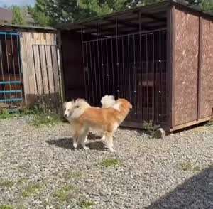 개같은 관계?